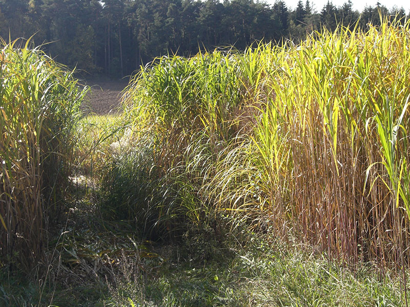 Miscanthus als Biomasse-Brennstoff