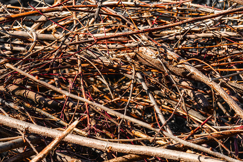 Energiepflanze Miscanthus