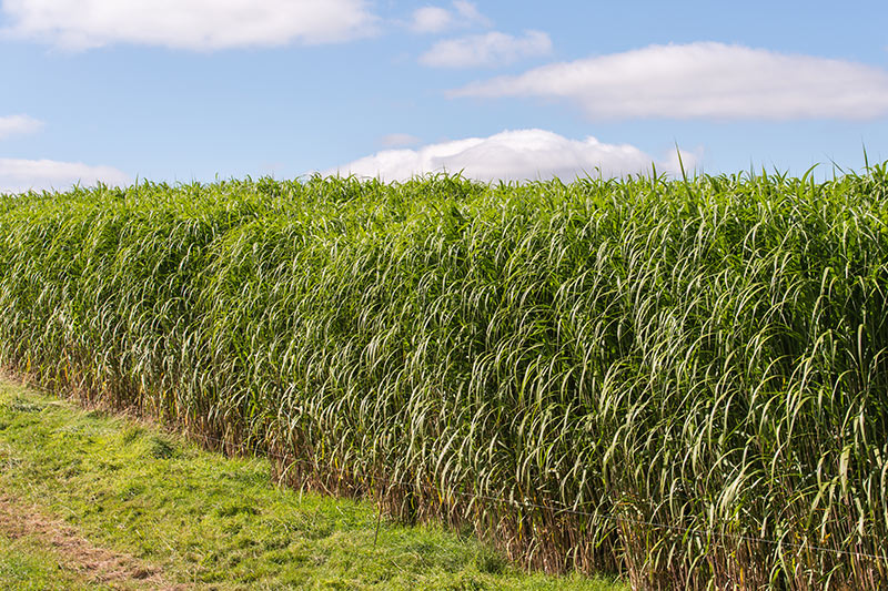 Energiepflanze Miscanthus