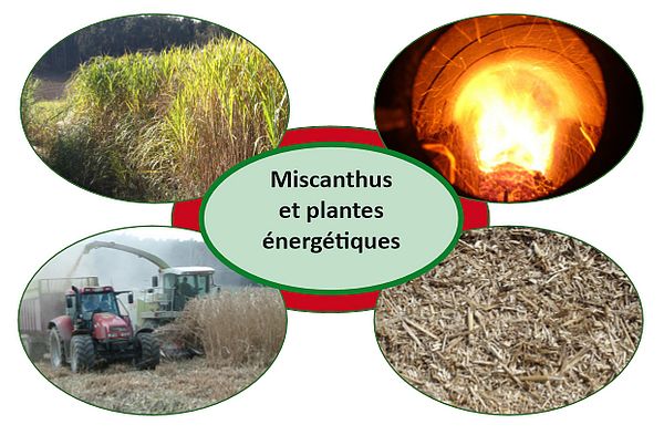 01 combustibles miscanthus